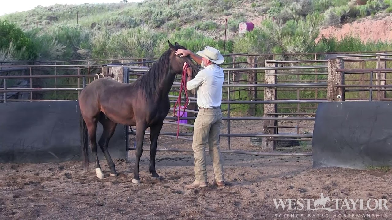 West Taylor using Science  Based Horsemanship to catch and relax a young horse. Its about ATTENTION!