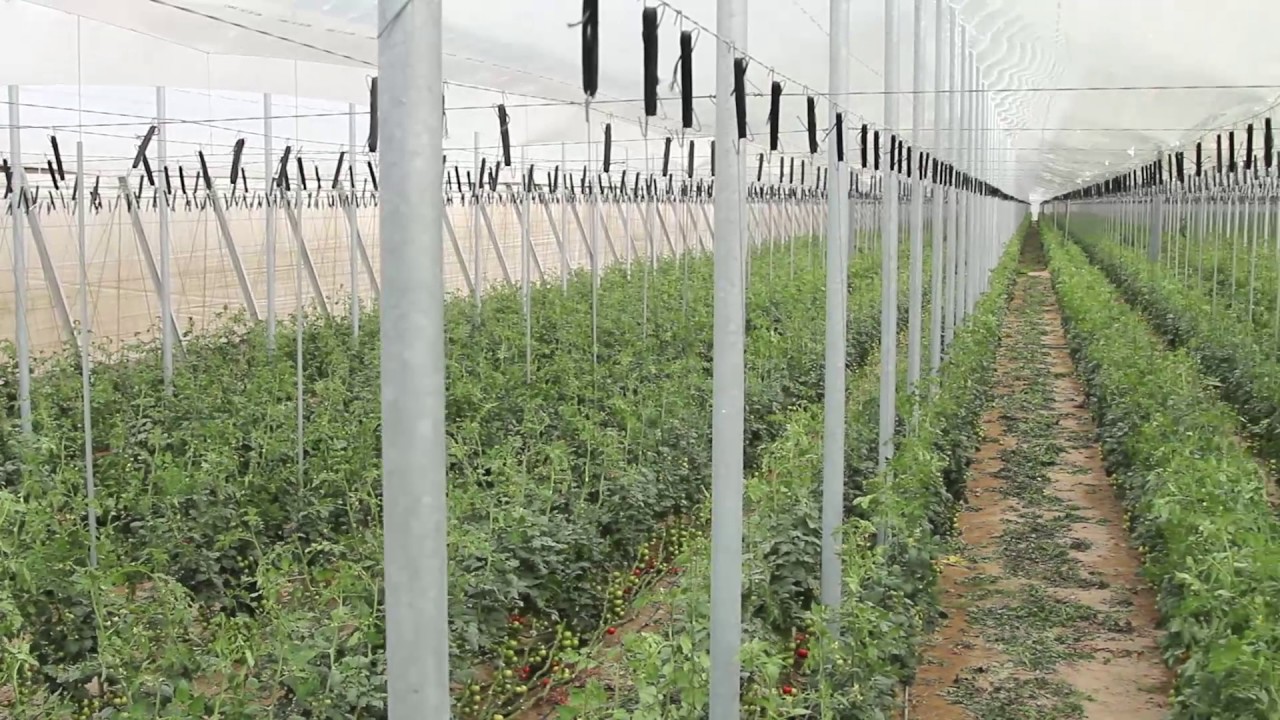 AgroInver - Construcción invernadero Tipo Almería
