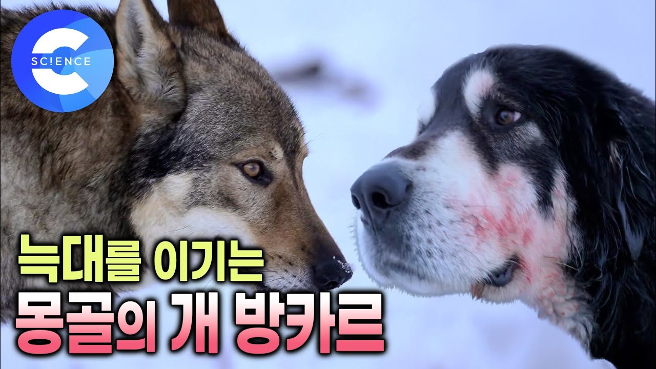 평소엔 순둥이지만 늑대가 나타나면 맞서 싸우는 용맹한 개 '방카르' | 몽골 유목민과 가축의 수호견 | 더도그 | 다큐프라임