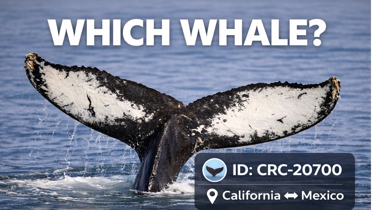 A Humpback Whale Identified from Shore | Banderas Bay Migration