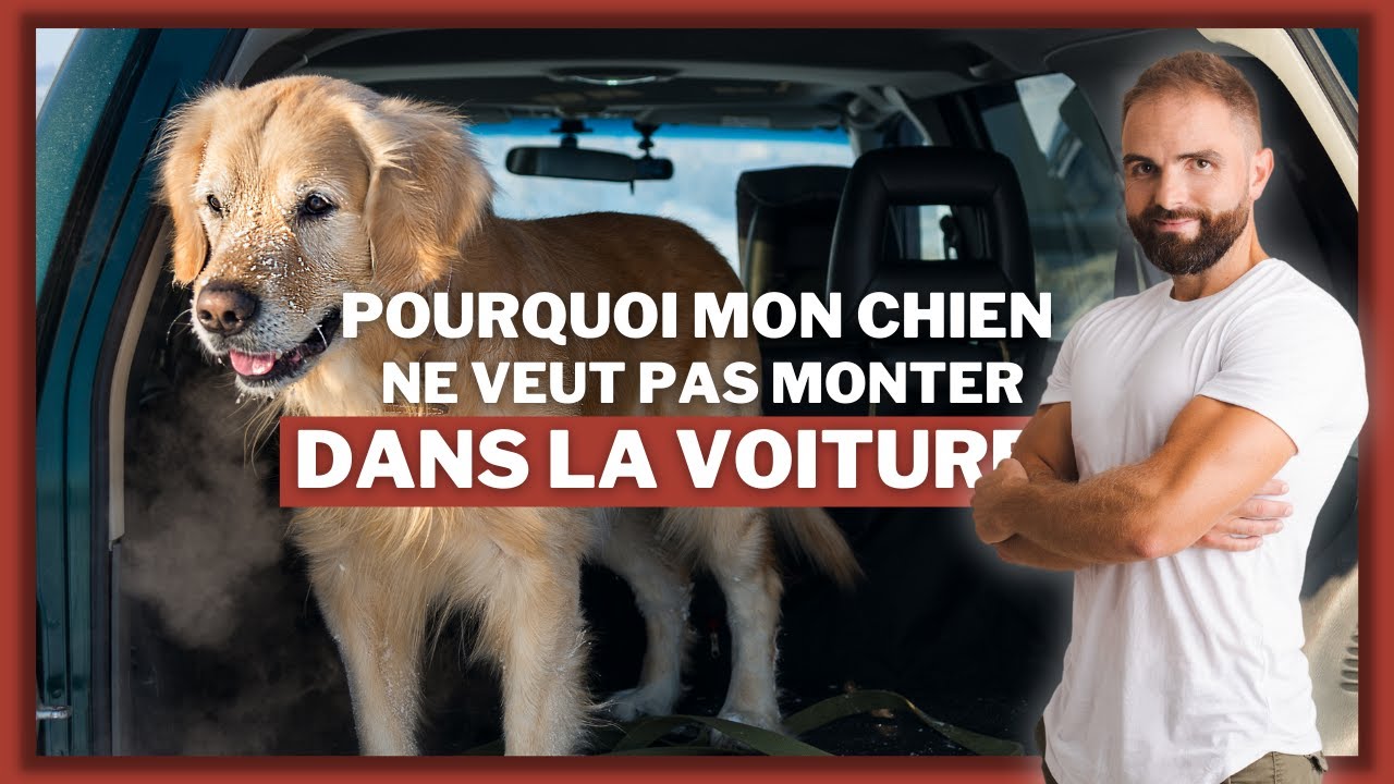Pourquoi mon chien ne veut pas monter dans la voiture ?