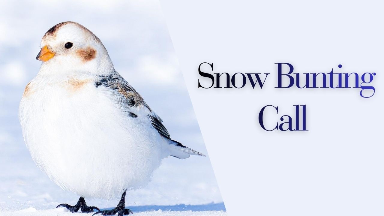 Snow Bunting Song & Calls | The Sound of Arctic Winter | Beautiful Calls from a Bird of Ice
