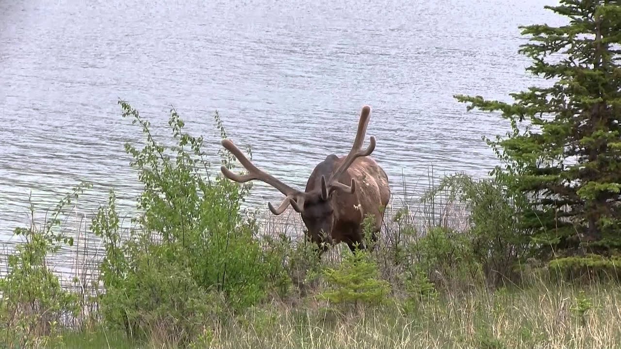 Alberta Nature Watching Tips 1: Introduction Featuring Jasper National Park, Alberta