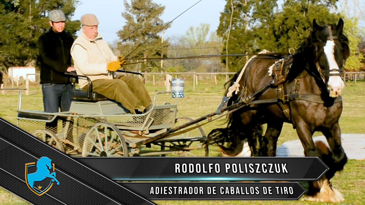 Caballos Argentinos TV - Rodolfo Poliszczuk - Adiestrador de caballos de tiro.