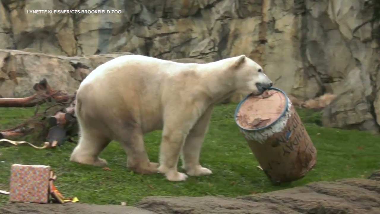 Brookfield Zoo polar bear celebrates 17th birthday with treats