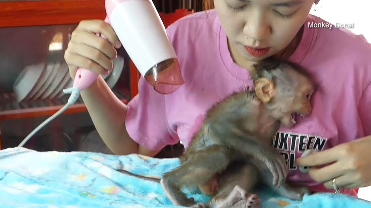 Monkey Baby Donal Scare Dryer Machine