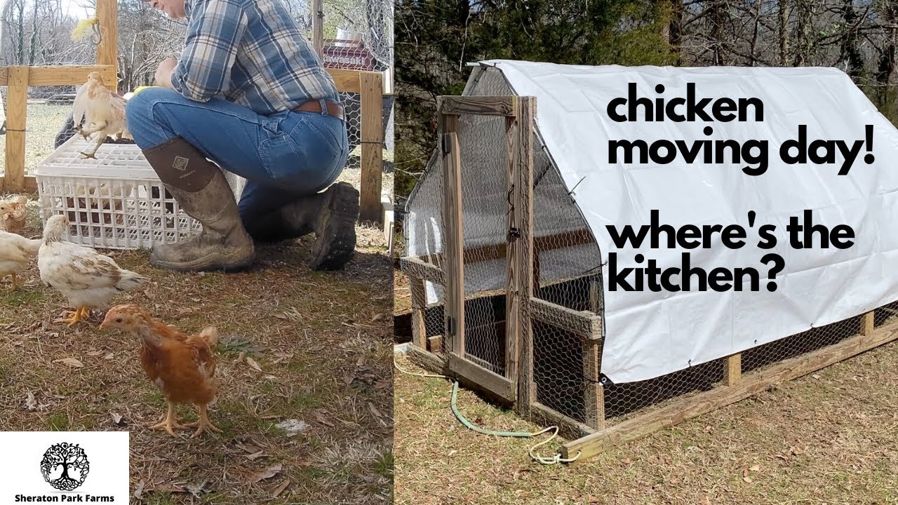 Moving Egg Chickens Into a Suscovich Tractor - Pastured Egg Layers Out of the Brooder