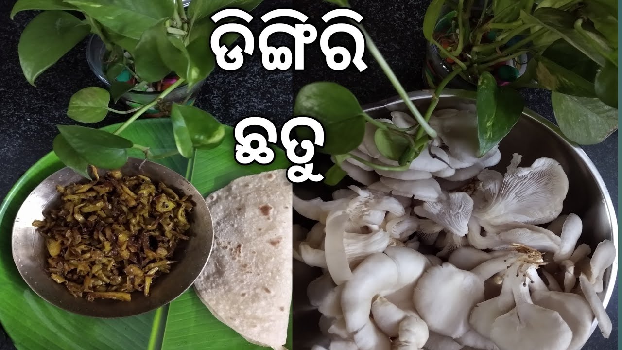 ଡିଙ୍ଗିରି ଛତୁ recipe | khusi dawat |