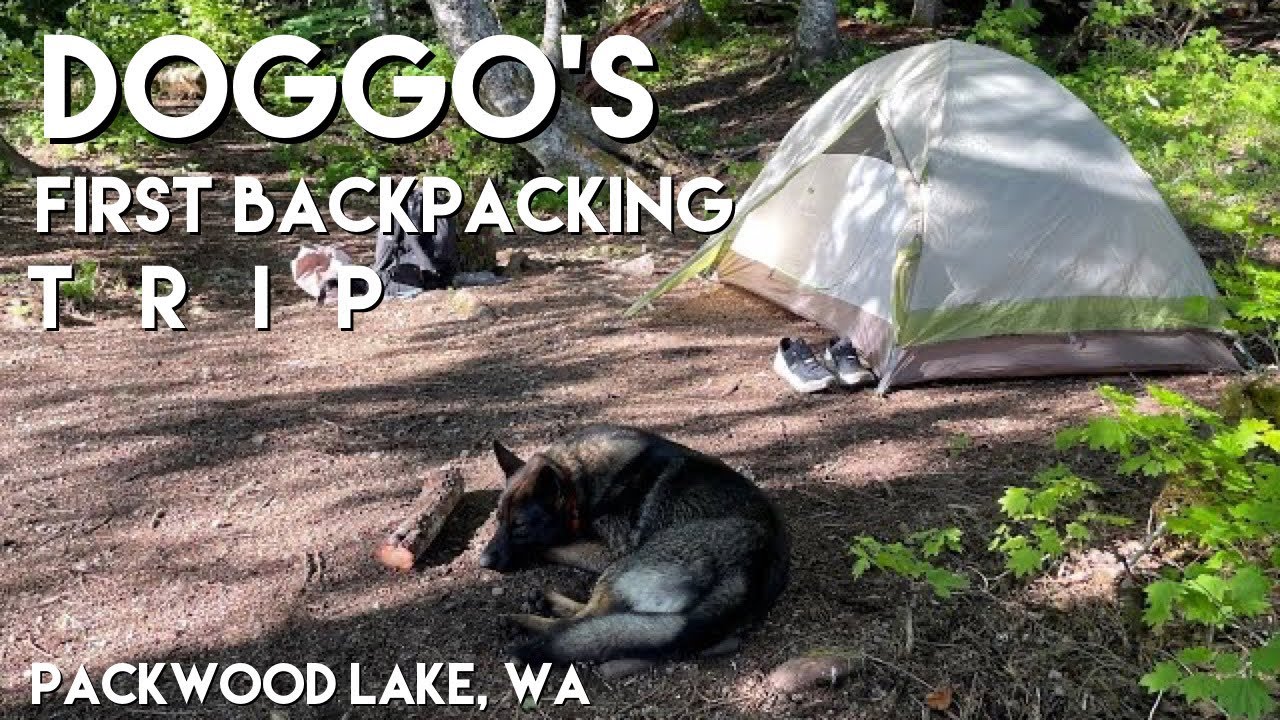 Dax (German) Shepherd's first backpacking trip to Packwood Lake