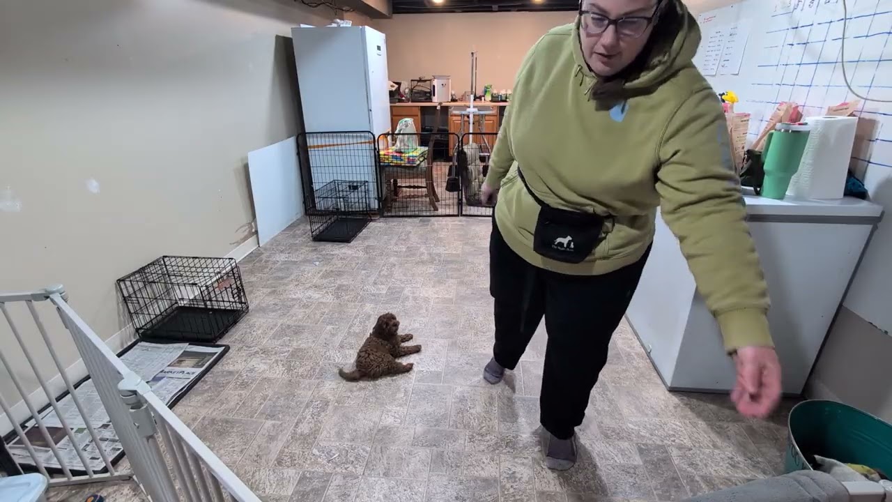 Premier Puppy Reggie Week 2
