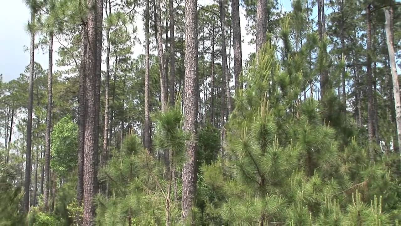 Uneven Aged Management of Southern Yellow Pine