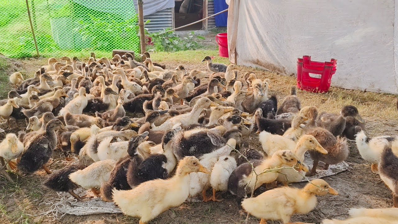 19/20 দিন বয়সের হাঁসের বাচ্চা রে কি কি খাদ্য দিলাম ?#india #chicken 