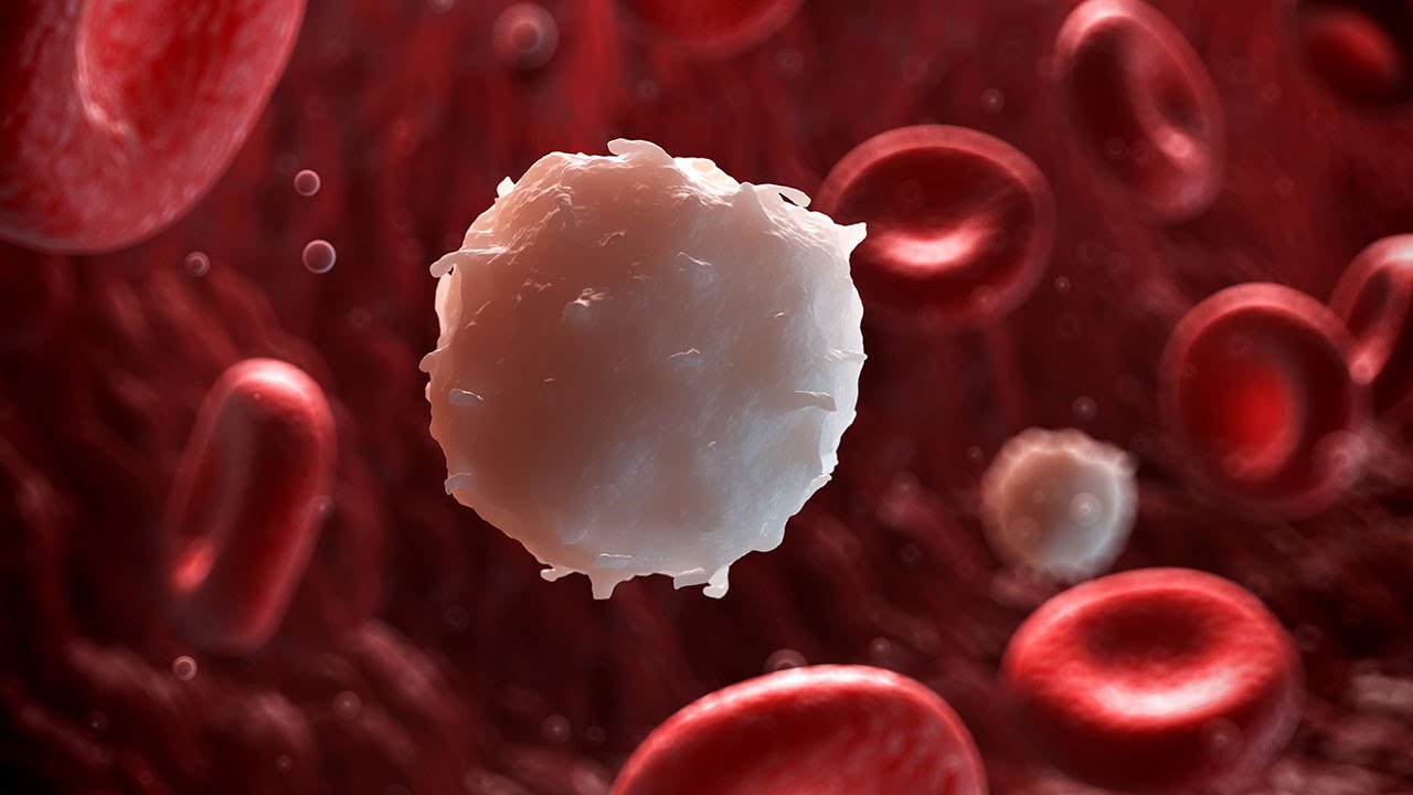 Human Physiology - Innate Immune System