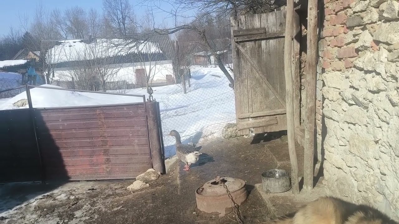 Кого продала, новини 