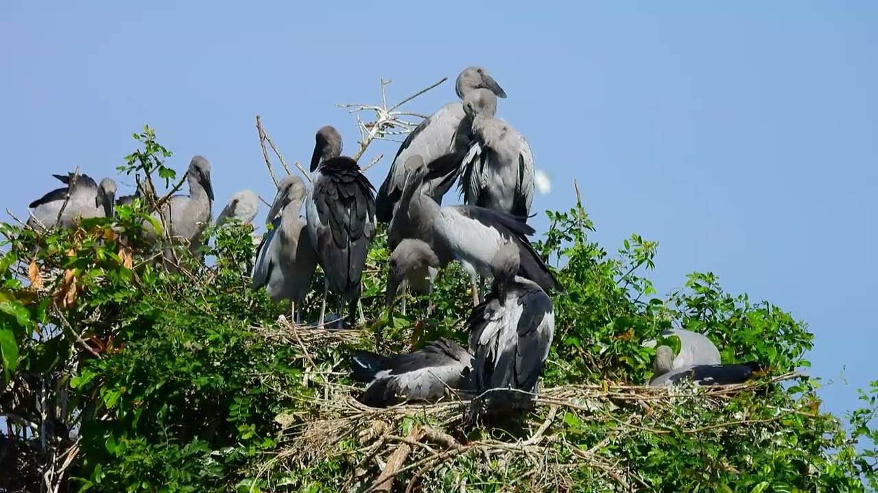 Flight Above Earth The Hidden World of Birds Revealed EP90