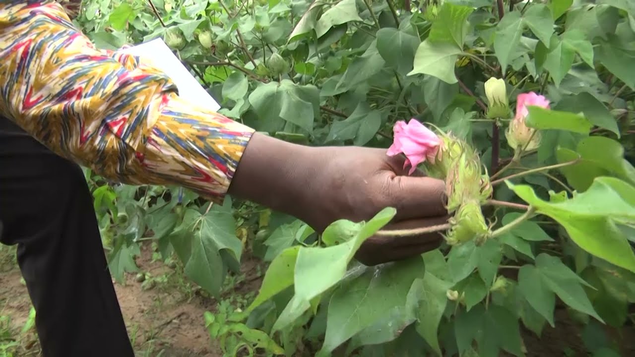 La production du coton au Bénin : la courbe monte