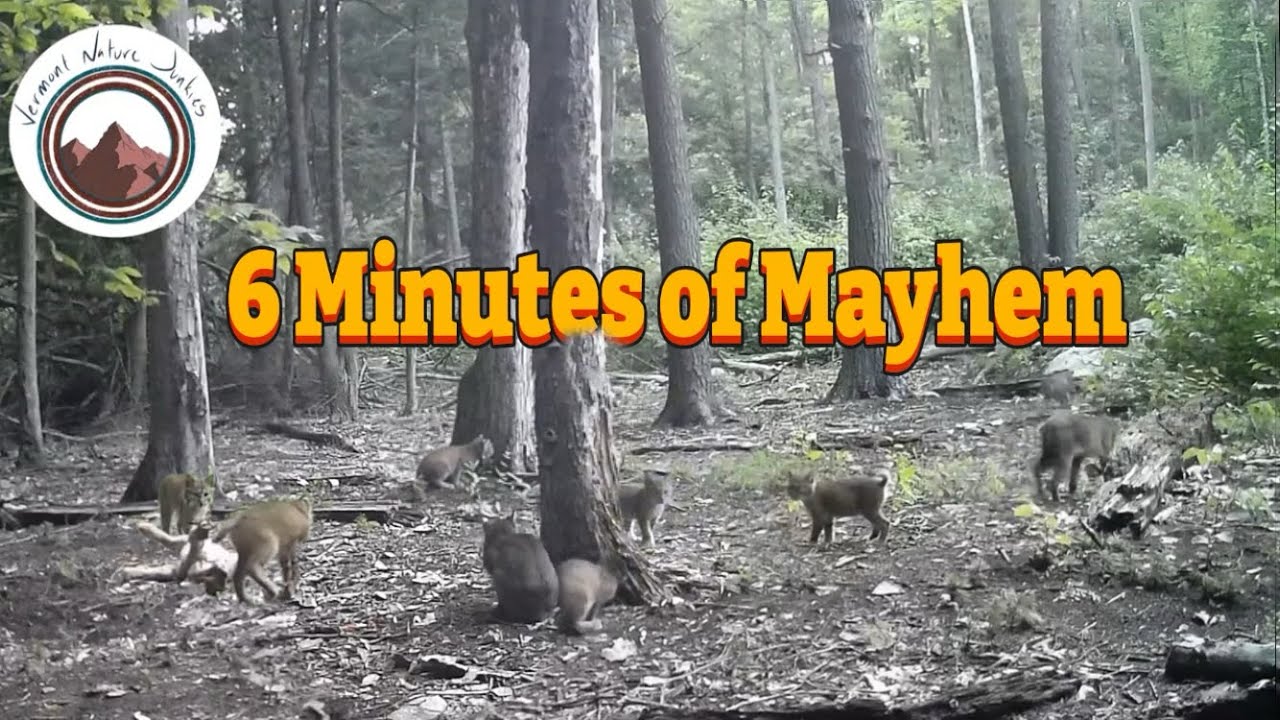 Best Trail Camera Clips from Secluded Clearing