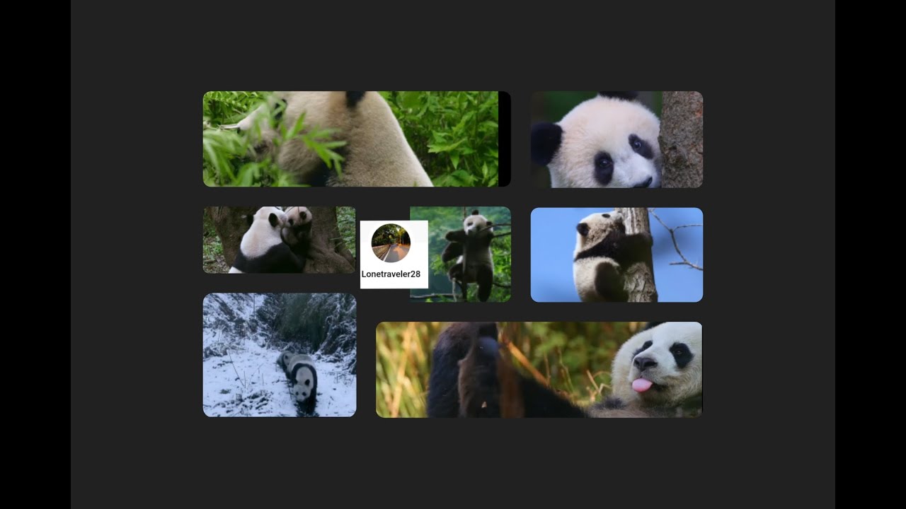 #wildlifevlogs #wildlifevideography #panda #youtuber #nature #subscribe