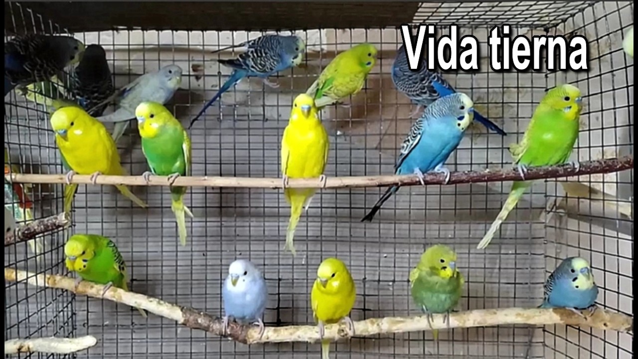 ¡EL CHISME EN LA PERCHA! 🦜 ¿Qué dicen mis periquitos?