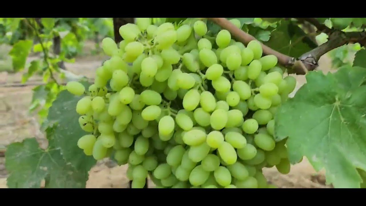 العنب البناتي🍇 بداية نزول السكر🍇 التسميد المناسب 🍇والمكافحة🍇وموعد التكشيف🍇 Thompson S.less Grape