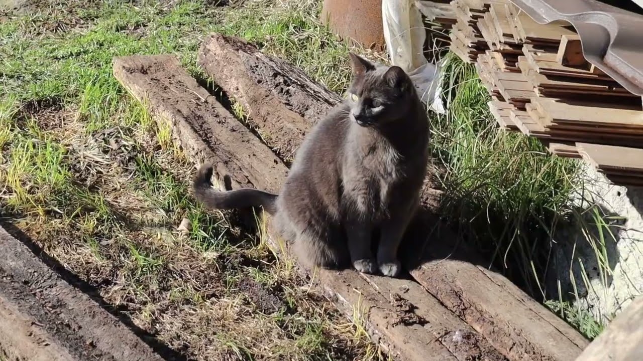L'homme qui parle aux animaux :)
