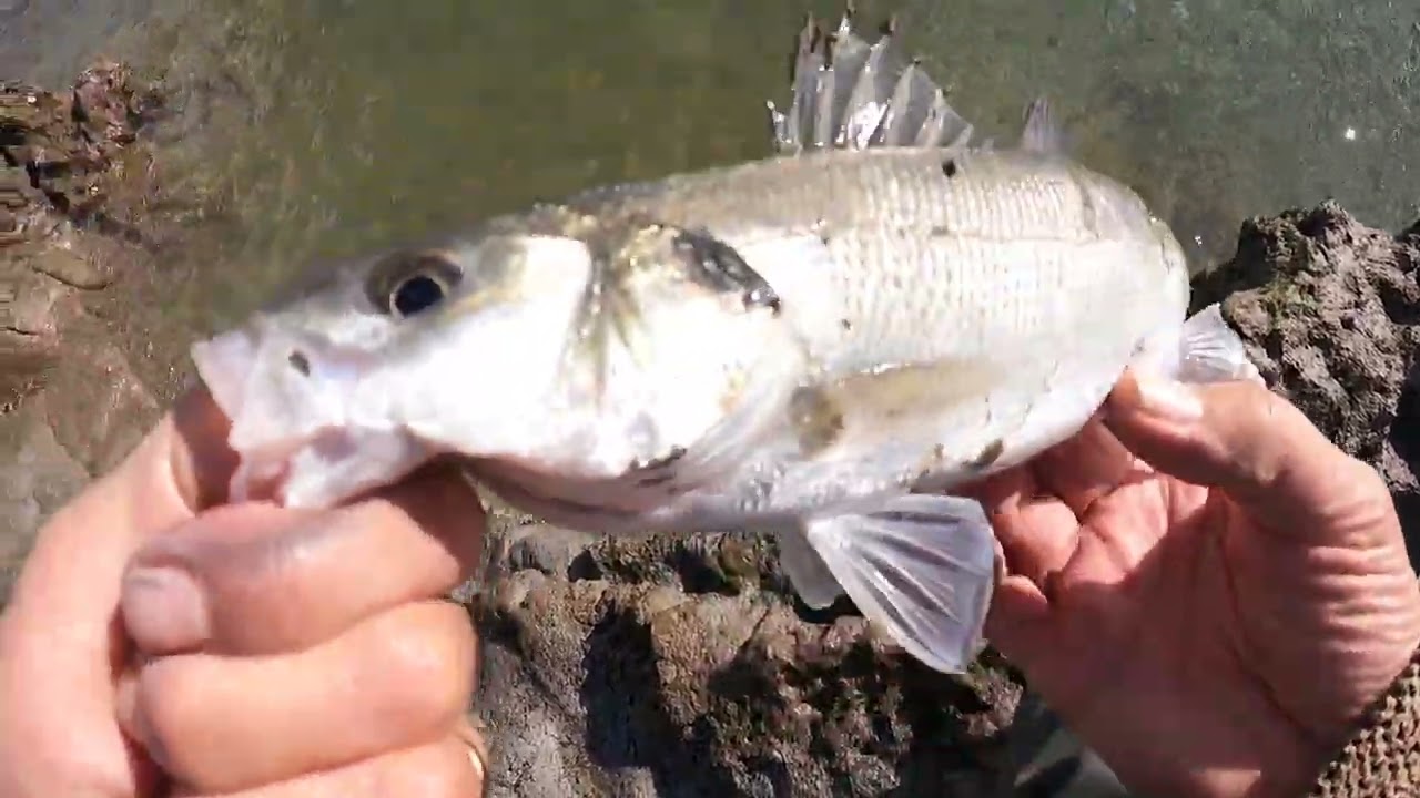 Day 4 Bass and more.