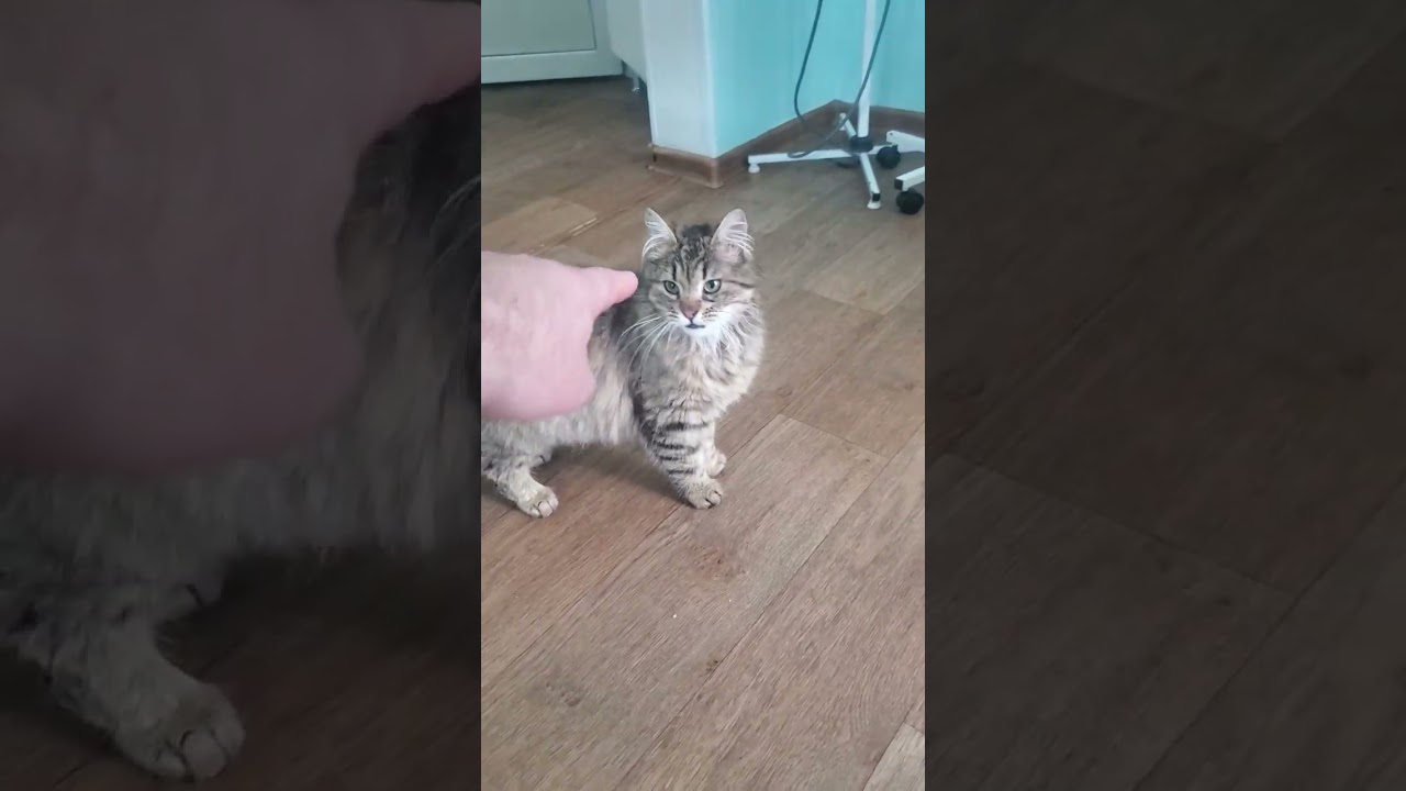 Розочка #cat собирается уезжать домой( она уехала в новый дом 9 05 2026 )