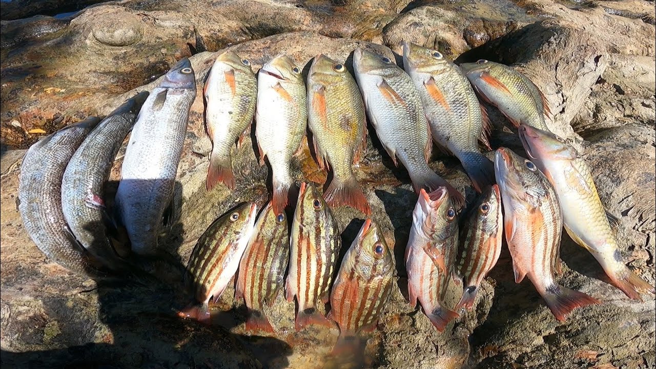 UL Ep22 Part 1 Ganda ng kagatan | Ultralight Fishing | Shore casting Philippines