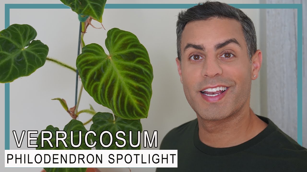 Philodendron Plant Varieties’ Spotlight: Philodendron Ecuador (Verrucosum)! Care Tips, Repot + More!
