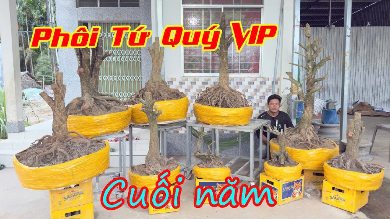 PHÔI MAI TỨ QUÝ ngày 11/O2/2O26 (#O377886760 CÓ)-MAI TỨ QUÝ-  @bonsai Can Tho