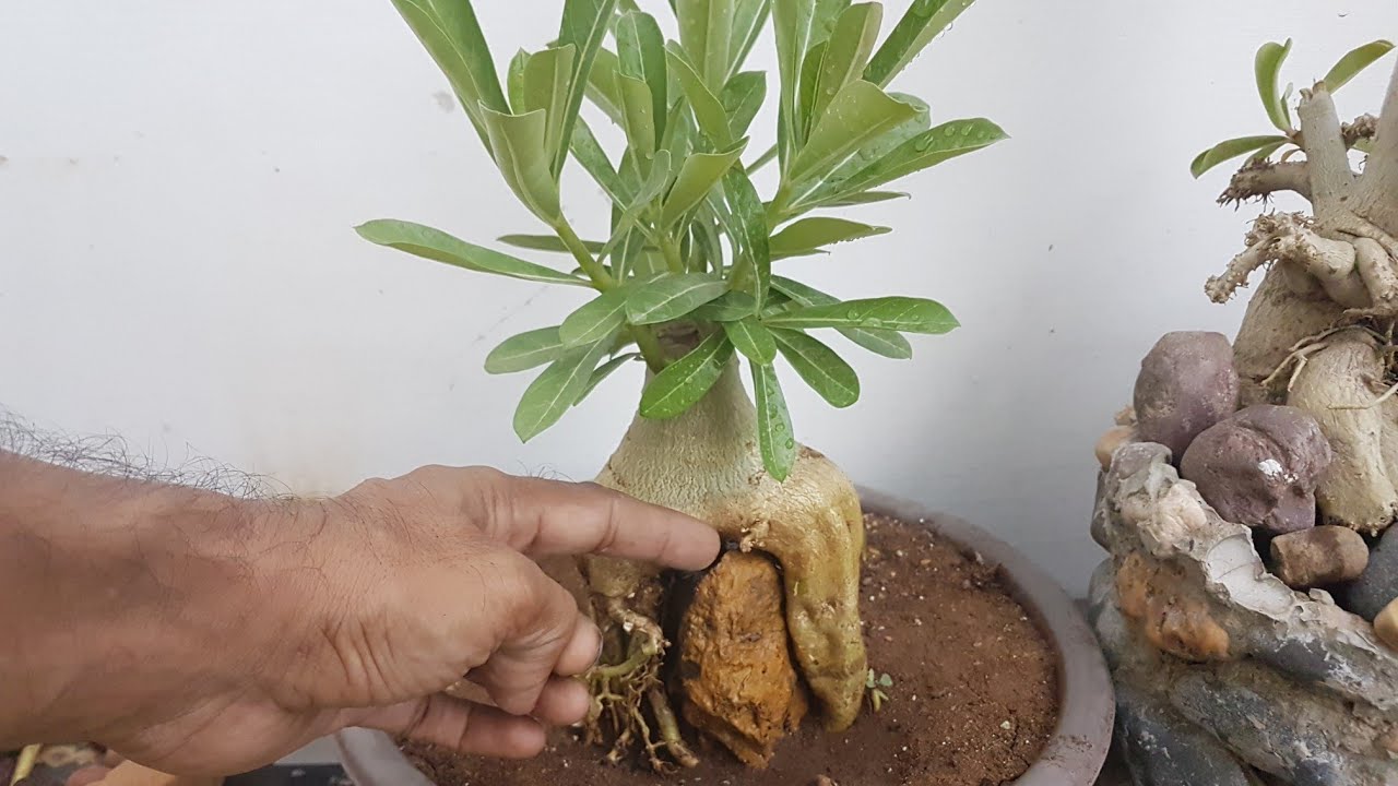 adenium का CAUDEX  soft क्यो हो जाता है? क्या करे ?what should you do when adenium cudex get soft ?