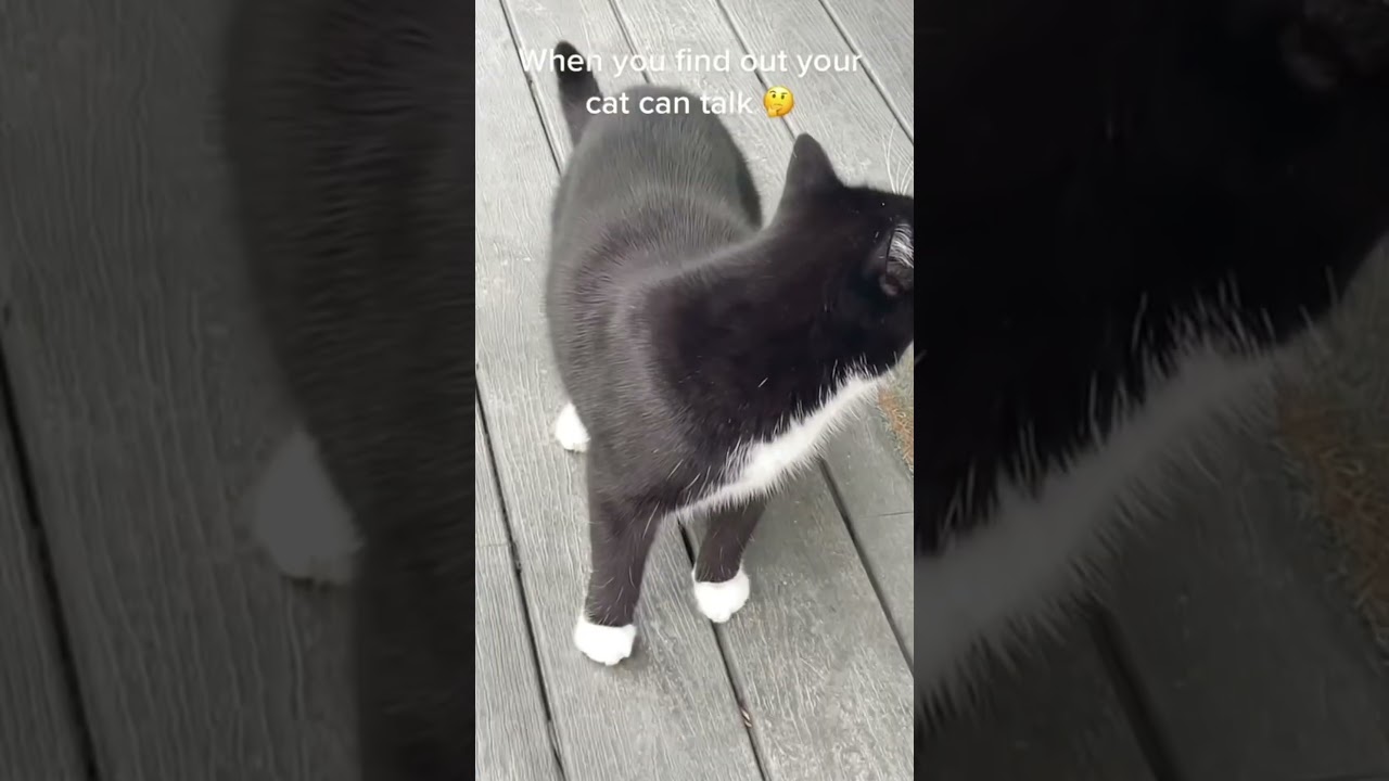 Tuxedo cat activities