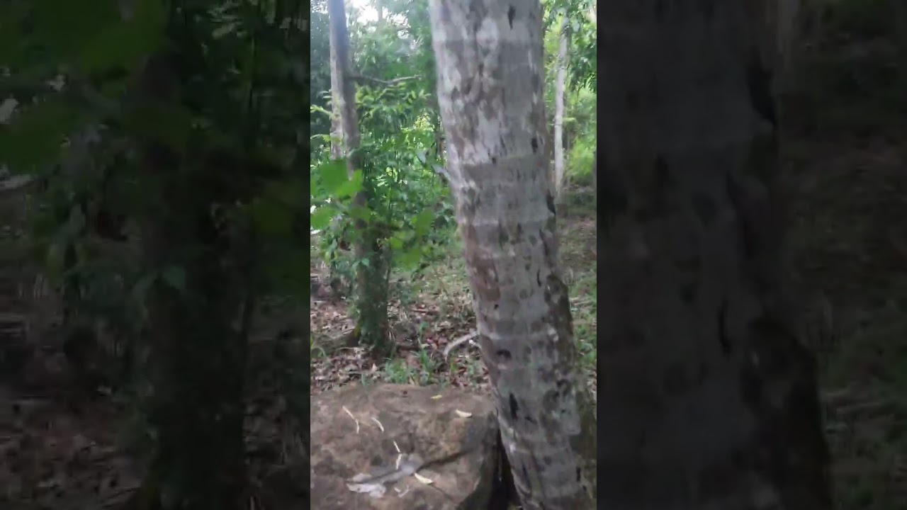 බද්දේගම ඉදිගස් කැටිය