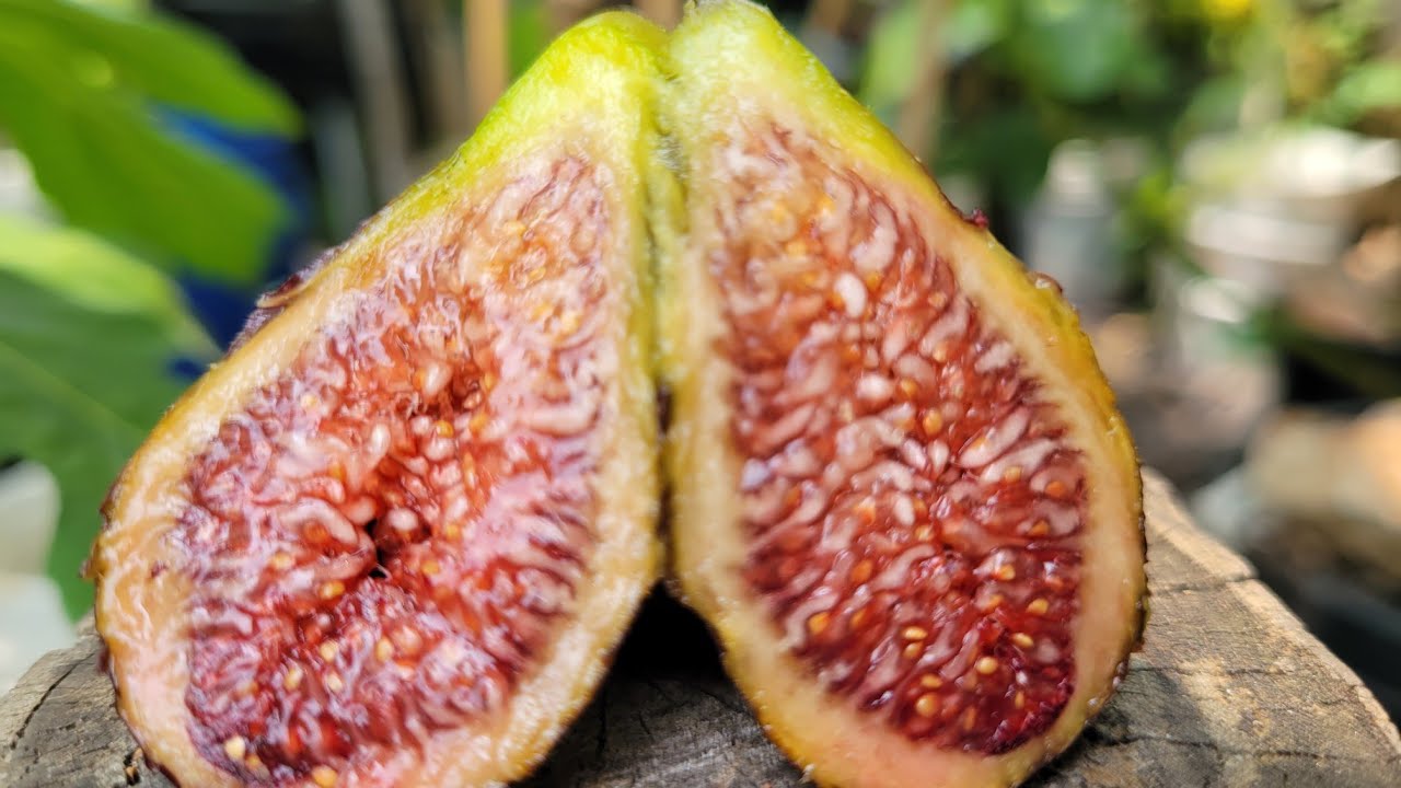 Moro di Caneva#figs