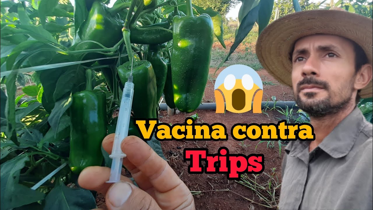 Controle do trips no pimentão, berinjela e jiló, evita as viroses .