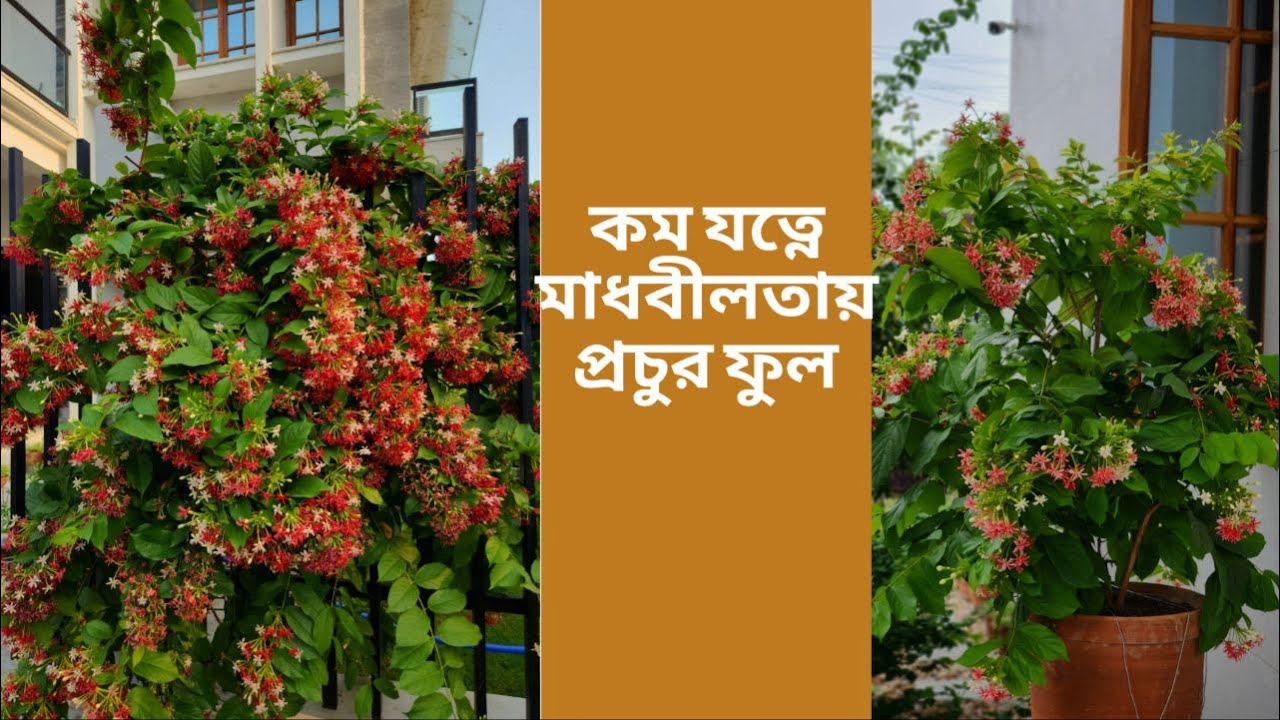 মাধবীলতা গাছের সম্পূর্ণ পরিচর্যা | How to grow madhumalti plant| Rangoon creeper care | meraki |