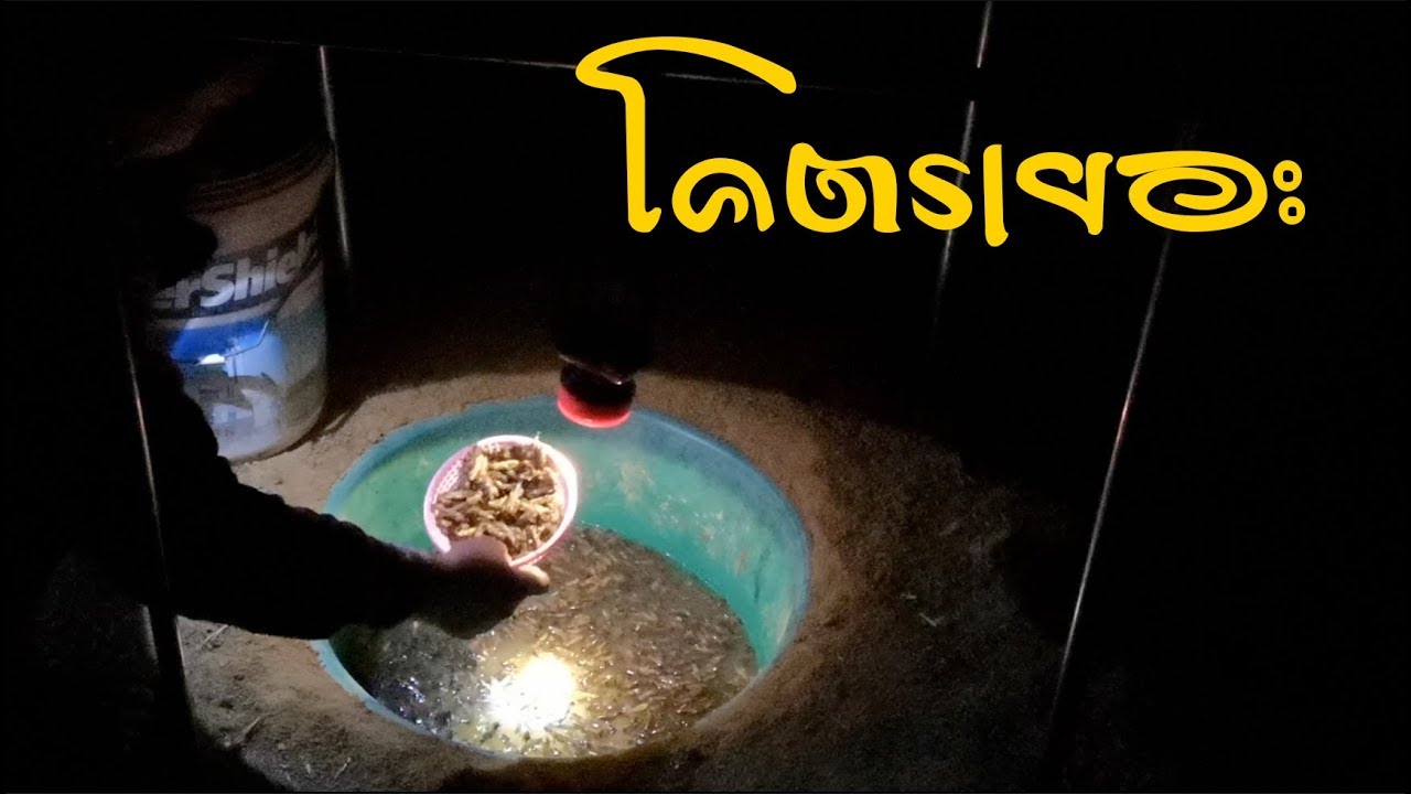 #สุดตะลึง ดักแมงจีซอนสูตรนี้ 🔊🔊 ตักทั้งคืนแบบไม่หวาดไม่ไหว #ศิวะศรีแก้ว