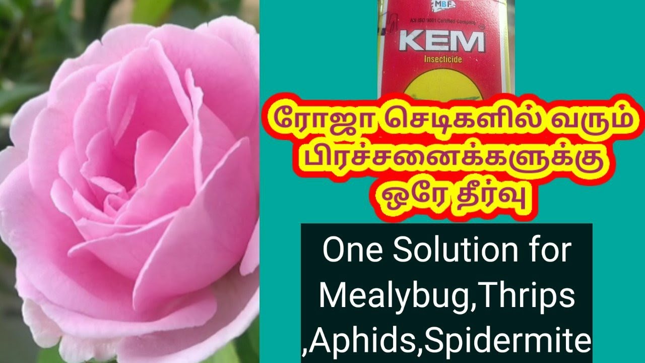 ரோஜா செடியில் உள்ள பிரச்சனைகளுக்கு ஒரே தீர்வு KEM /KEM Insecticide