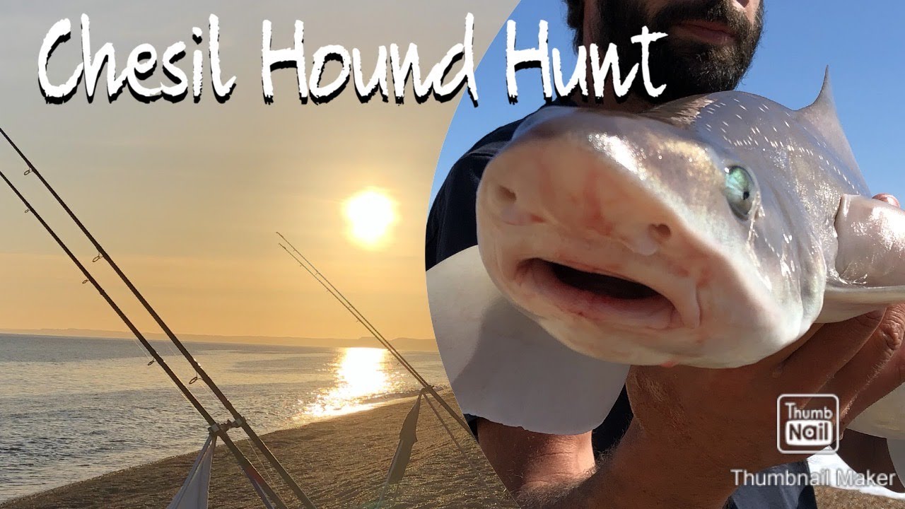 CHESIL BEACH HOUND HUNT Sea fishing Abbotsbury for Smoothound. Three species and double figure! UK