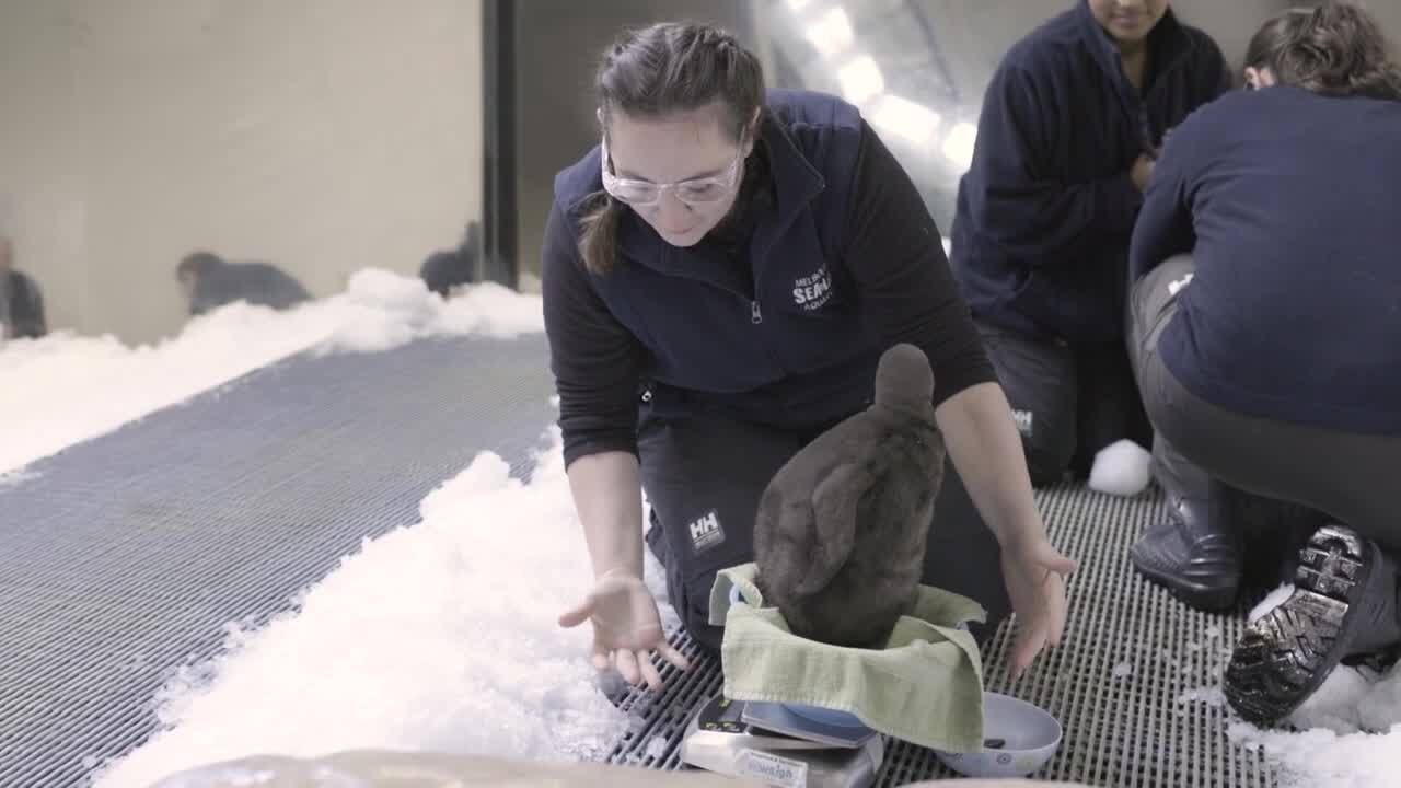 King Penguin Chick Hatches at Melbourne Aquarium