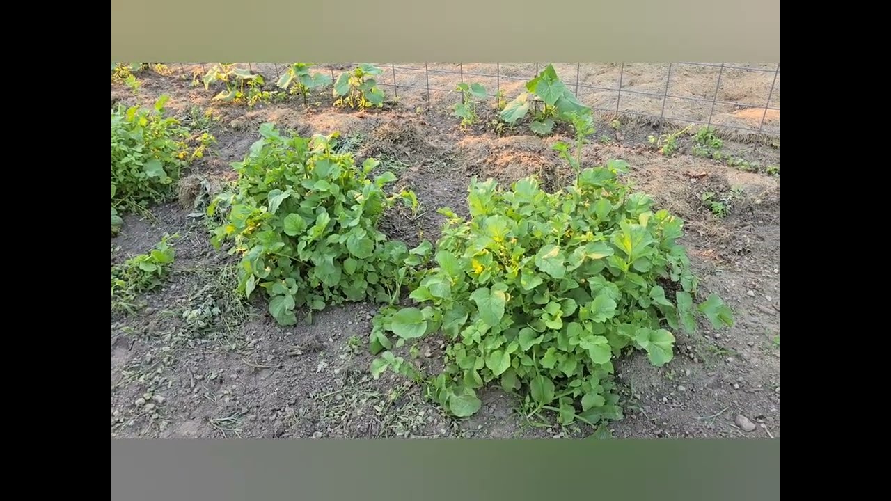 Garden Tour: July 2025