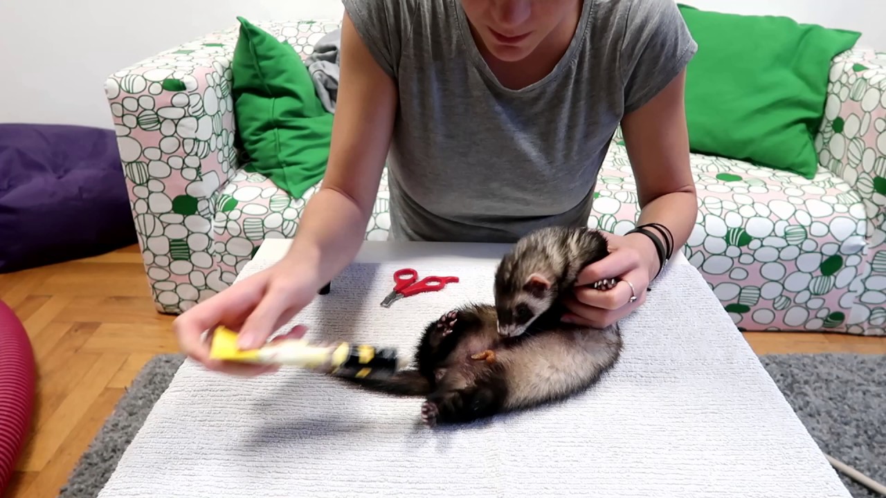 Clipping ferret nails like a pro