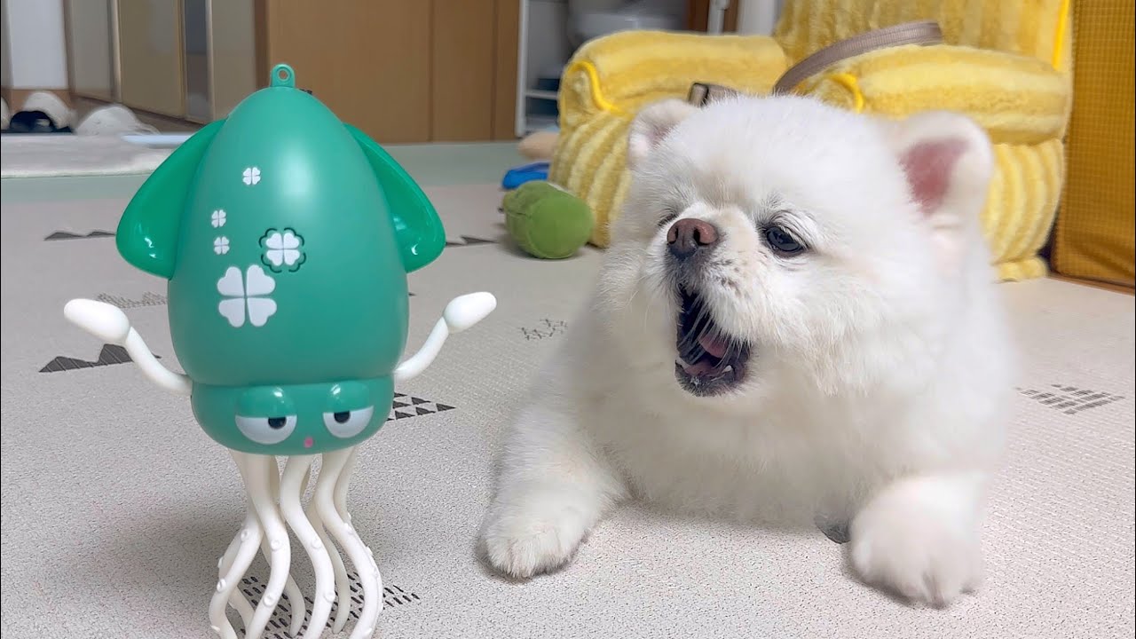 작은형이 또 이상한걸 사와서 개빡친 뚜비ㅋㅋㅋㅋ