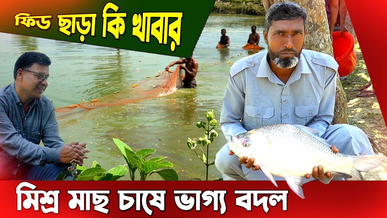 ফিড ছাড়া মিশ্র মাছ চাষ। ঢাকায় চাকরী ছেড়ে মাছ চাষে ভাগ্য বদল