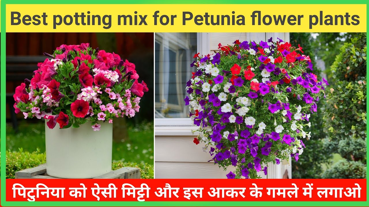 पिटुनिया को ऐसी मिट्टी और इस आकर के गमले में लगाओ | best Potting Mix for Petunias