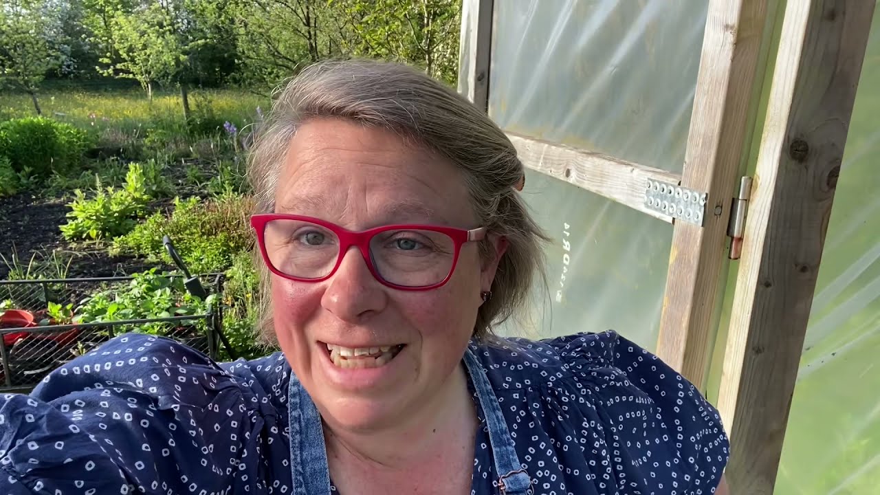 How we harden off and plant out dahlias