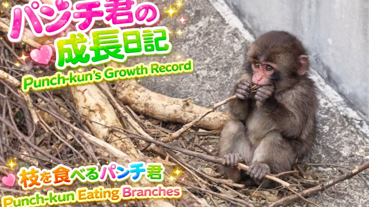 パンチ君の成長記録　お友達と仲良く枝を食べるパンチ君🙊