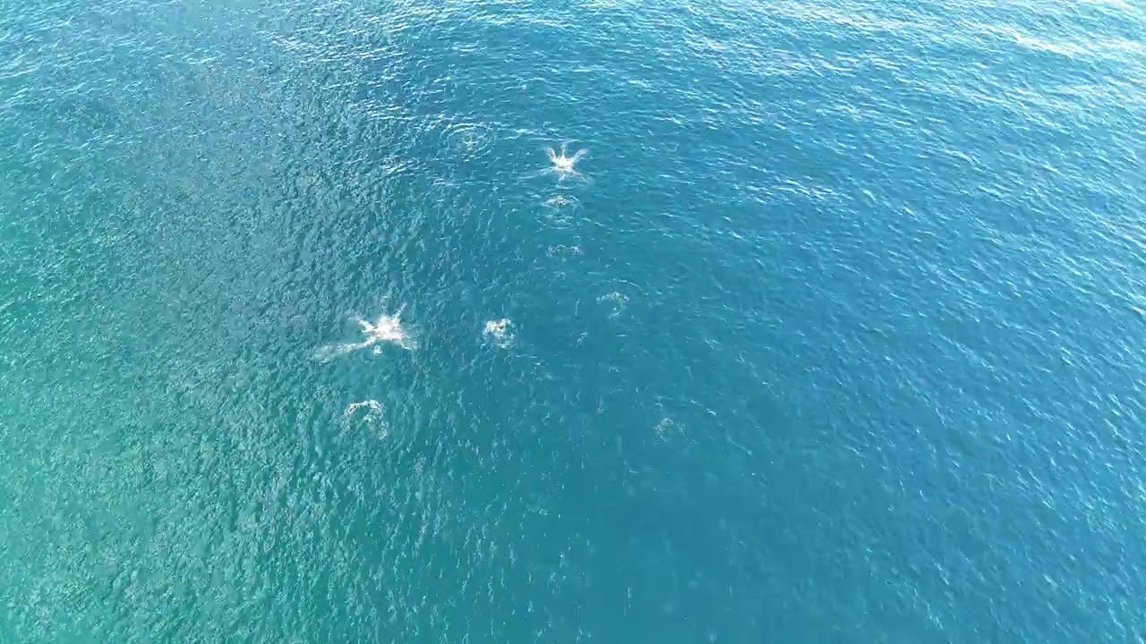 Mobula Ray Migration in Baja 2026