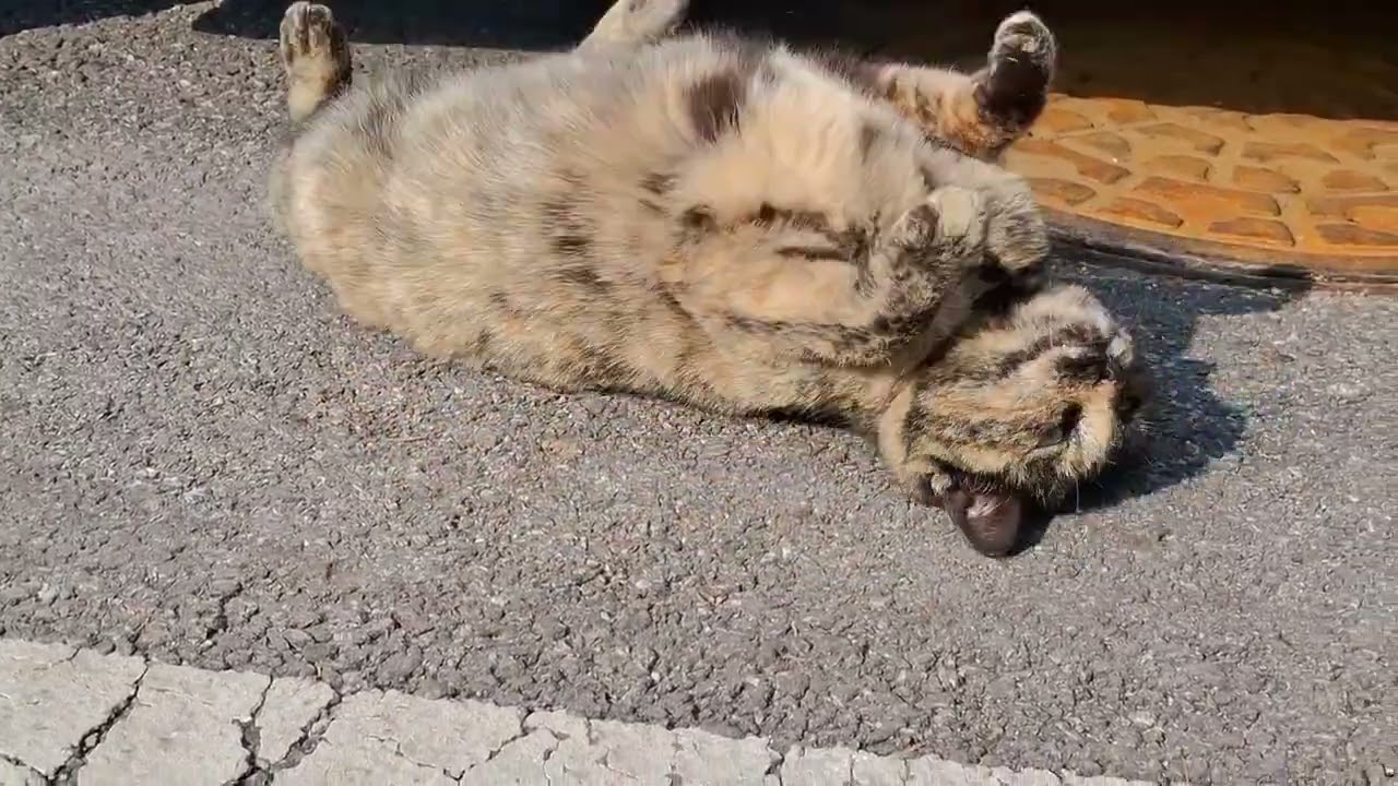 보면 볼수록 이쁜 녀석 #길양이 