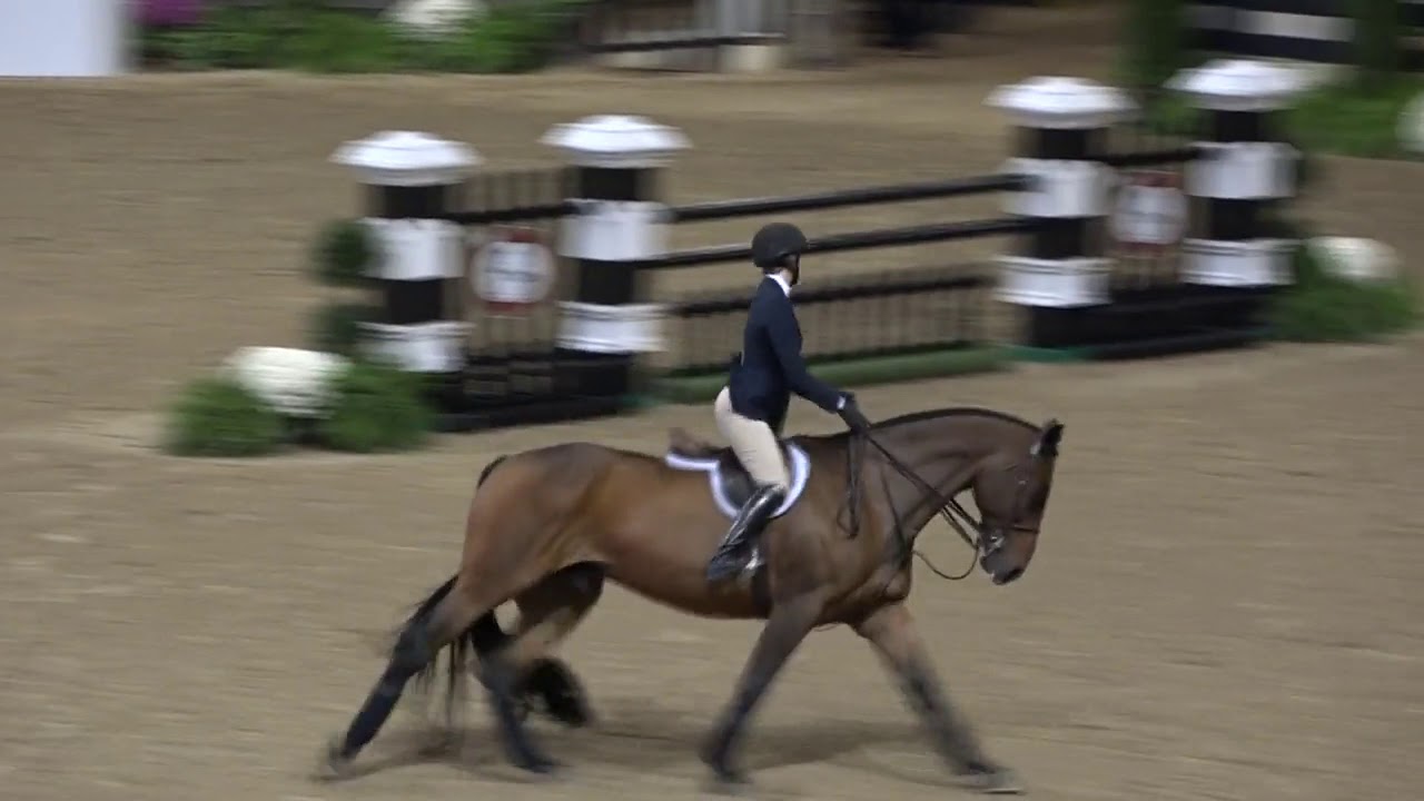 Video of LAUREN KATE SCIULLO ridden by LAUREN KATE SCIULLO from ShowNet!